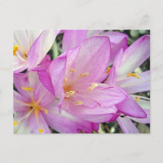 Herfst Crocus Aankondigingskaart (Voorkant)