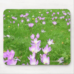 Herfst Crocus in Engeland Muismat