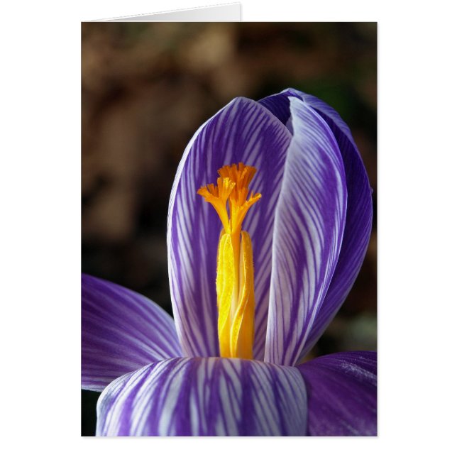 Herfst Crocus - Kaart (Voorkant)