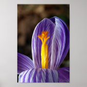 Herfst Crocus - Poster (Voorkant)