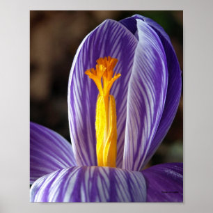 Herfst Crocus - Poster