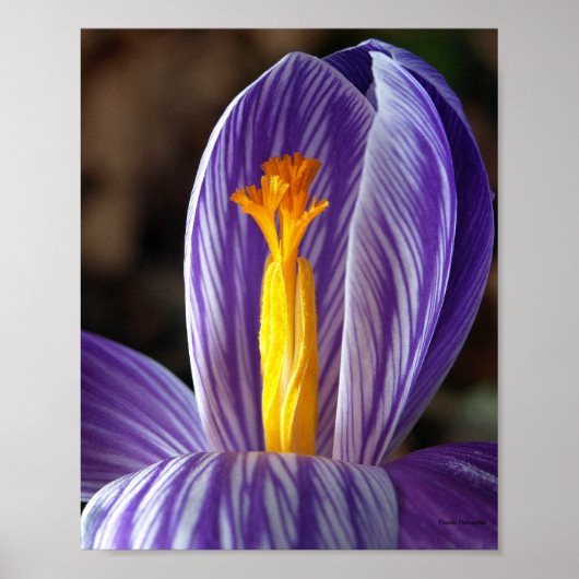Herfst Crocus - Poster (Voorkant)