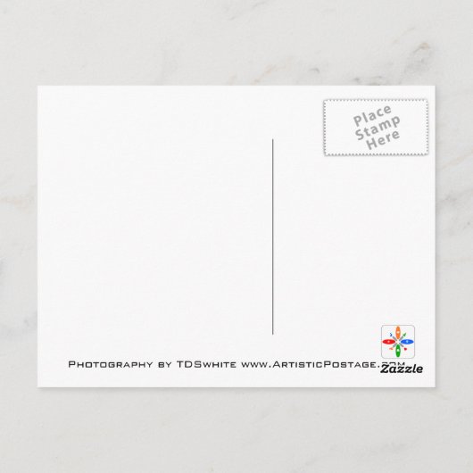 Herfst Daisy Flower Briefkaart (Achterkant)