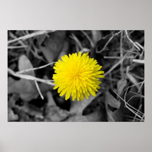 Herfst Dandelion poster (Voorkant)