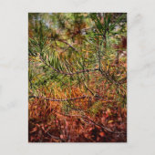 Herfst Dennennaalden  Briefkaart (Voorkant)