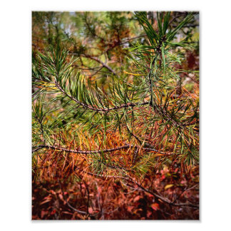 Herfst dennennaalden  foto afdruk