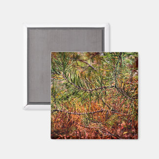 Herfst Dennennaalden  Magneet