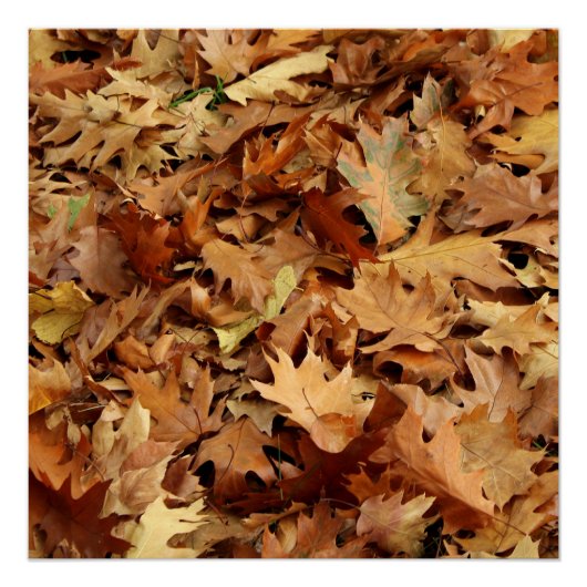 Herfst, droge bladeren perfect poster (Voorkant)