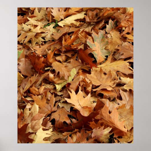 Herfst, droge bladeren poster (Voorkant)