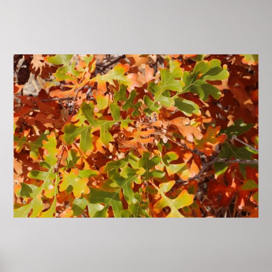 Herfst Eiken Tapijt Poster (Voorkant)