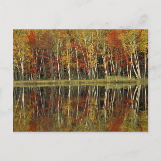 Herfst en vogelreflecties; Hiawatha Briefkaart (Voorkant)