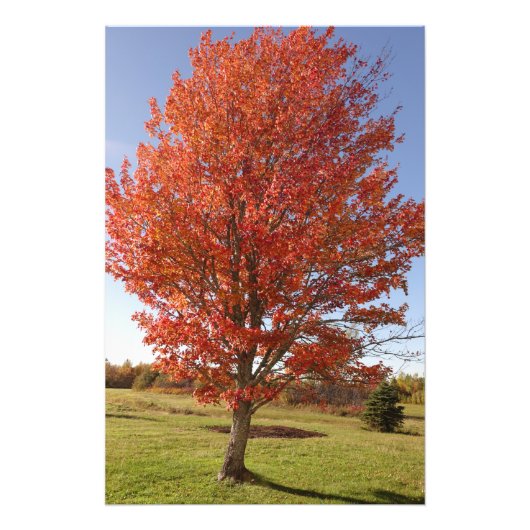 Herfst esdoorboom met brandende rode bladeren foto afdruk (Voorkant)
