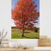 Herfst esdoorboom met brandende rode bladeren poster (Keuken)