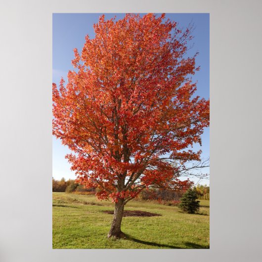 Herfst esdoorboom met brandende rode bladeren poster (Voorkant)