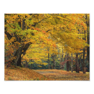 Herfst esdoorn overhangende landelijke laan, foto afdruk