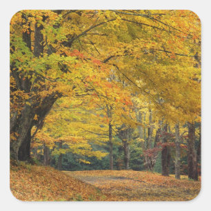 Herfst esdoorn overhangende landelijke laan, vierkante sticker