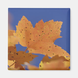 Herfst esdoornblad en blauwe lucht, Wit Magneet