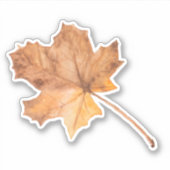 Herfst esdoornblad Vinyl gesneden Sticker (Voorkant)