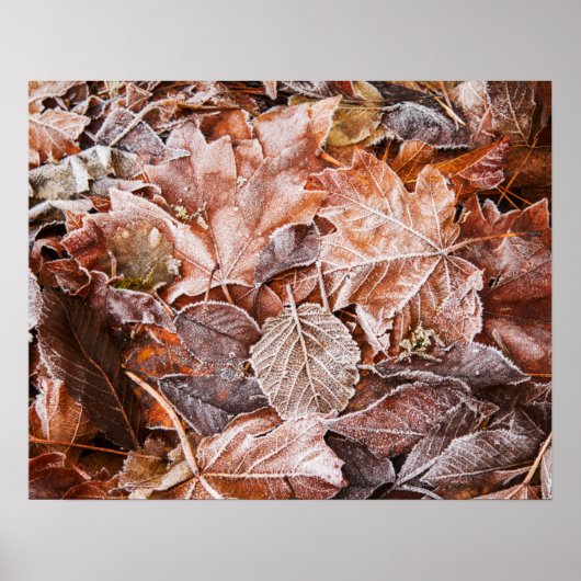 Herfst esdoornbladeren poster papier (mat) (Voorkant)