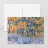 Herfst Esdoornbos Briefkaart (Voorkant / Achterkant)