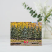 Herfst Esdoorns Briefkaart (Staand voorkant)