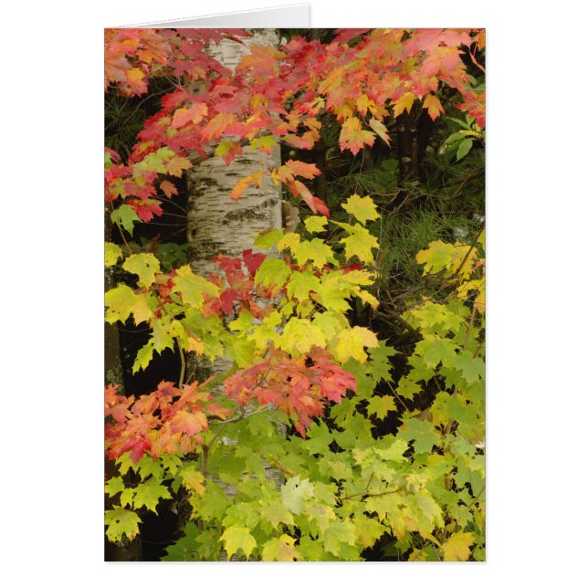 Herfst esdoorns en berkenboom, Wit (Voorkant)