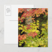 Herfst esdoorns en berkenboom, Wit Briefkaart (Voorkant / Achterkant)