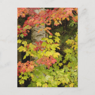 Herfst esdoorns en berkenboom, Wit Briefkaart