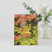 Herfst esdoorns en berkenboom, Wit Briefkaart (Staand voorkant)