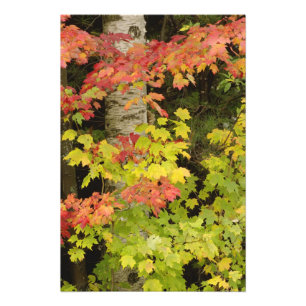 Herfst esdoorns en berkenboom, Wit Foto Afdruk