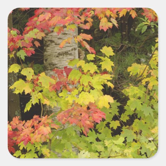 Herfst esdoorns en berkenboom, Wit Vierkante Sticker (Voorkant)