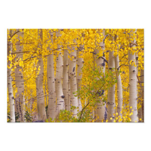 Herfst-espen in Kebler Pass in Colorado. Foto Afdruk
