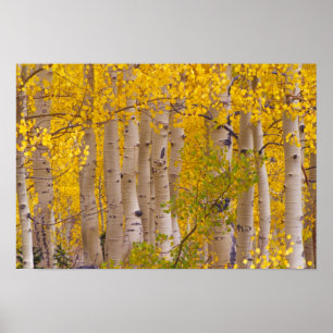 Herfst-espen in Kebler Pass in Colorado. Poster