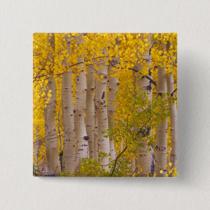 Herfst-espen in Kebler Pass in Colorado. Vierkante Button 5,1 Cm
