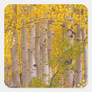 Herfst-espen in Kebler Pass in Colorado. Vierkante Sticker