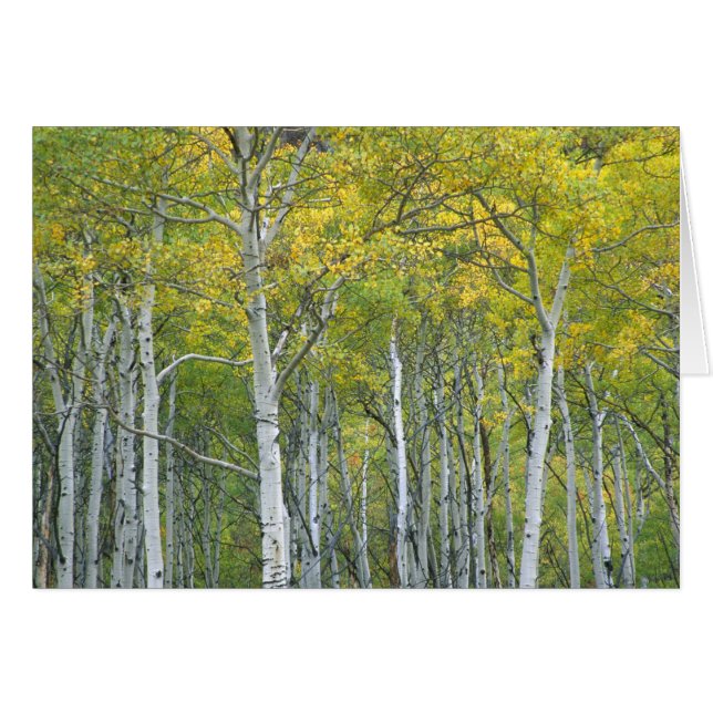 Herfst-espen in McClurepas in Colorado. (Voorkant Horizontaal)