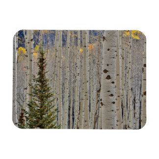 Herfst Espenbossen | Colorado Rocky Mountains Magneet