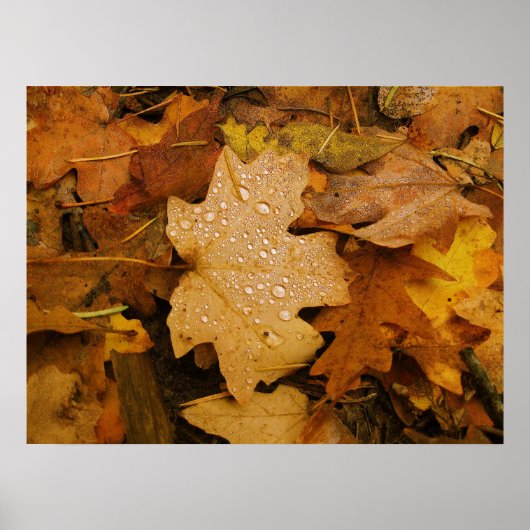 Herfst Fantasy (30) Poster (Voorkant)