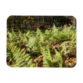 Herfst Ferns Magneet (Horizontaal)
