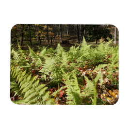 Herfst Ferns Magneet