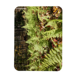Herfst Ferns Magneet