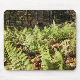 Herfst Ferns Muismat