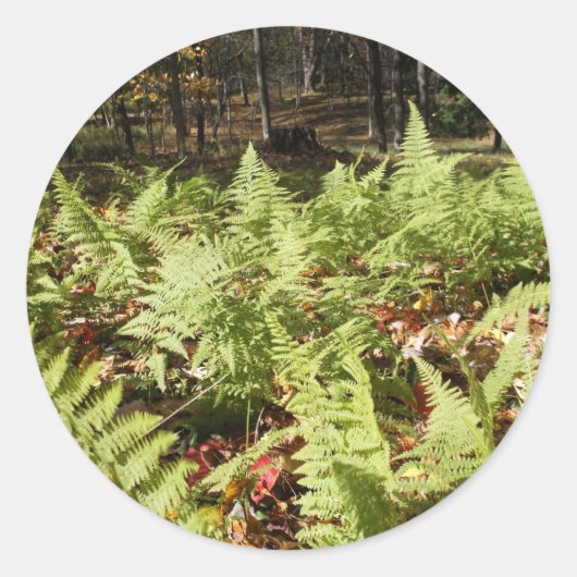 Herfst Ferns Ronde Sticker (Voorkant)