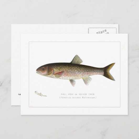 Herfst Fish of Silver Chub Briefkaart (Voorkant / Achterkant)
