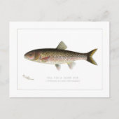 Herfst Fish of Silver Chub Briefkaart (Voorkant)