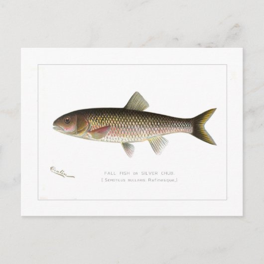 Herfst Fish of Silver Chub Briefkaart (Voorkant)