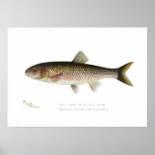 Herfst Fish of Silver Chub Poster (Voorkant)
