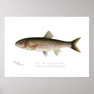 Herfst Fish of Silver Chub Poster