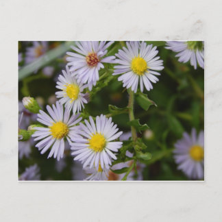 Herfst Flowers Briefkaart