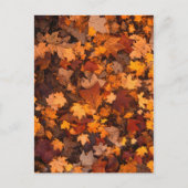 herfst-foliage-111315 HERFST AUTUMN LEVERT KLEUREN Briefkaart (Voorkant)